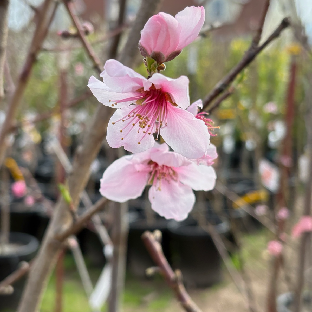 幻想曲油桃 Fantasia Nectarine