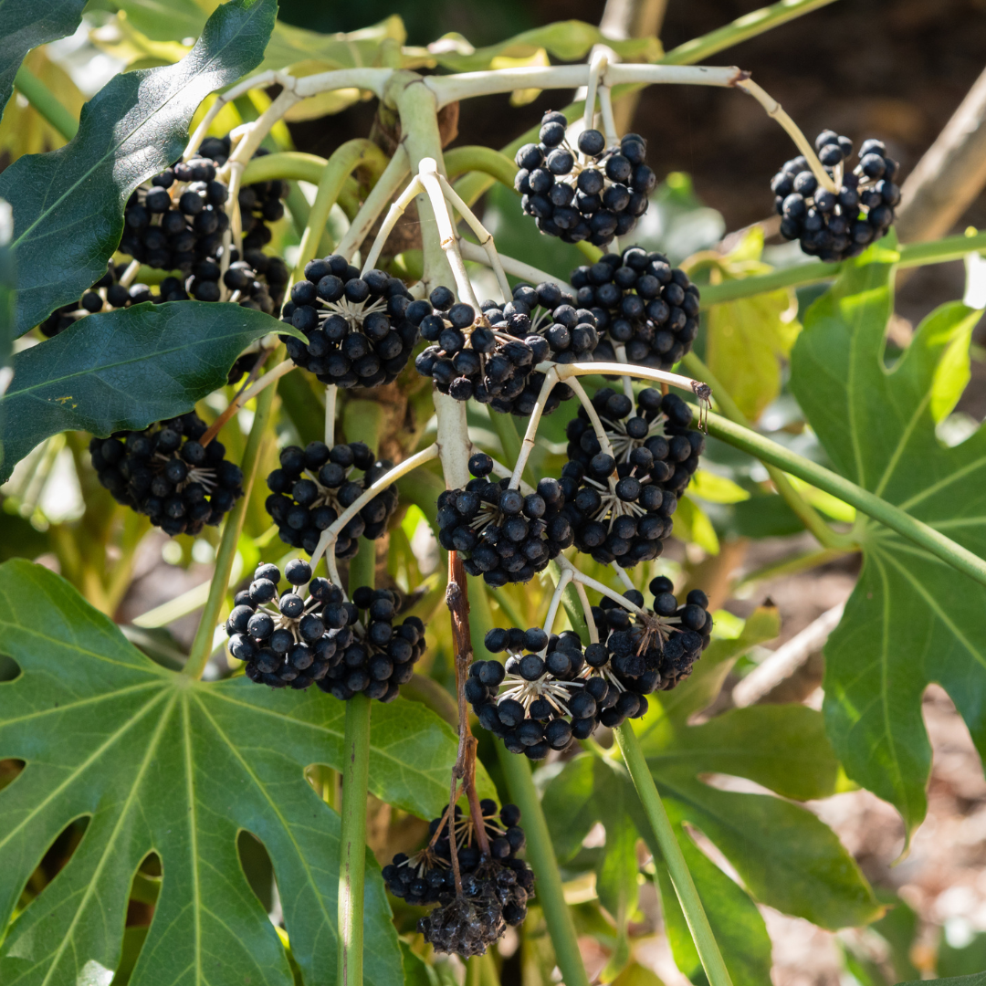 Japanese Aralia