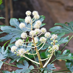 常绿植物-八角金盘