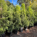 罗汉松 Fern Podocarpus