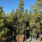 罗汉松 Fern Podocarpus