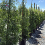 罗汉松 Fern Podocarpus