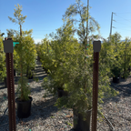 罗汉松 Fern Podocarpus