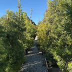 罗汉松 Fern Podocarpus