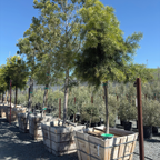 罗汉松 Fern Podocarpus