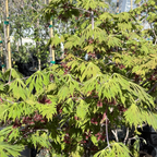 羽扇槭-乌头叶日本枫 Fernleaf Fullmoon Maple