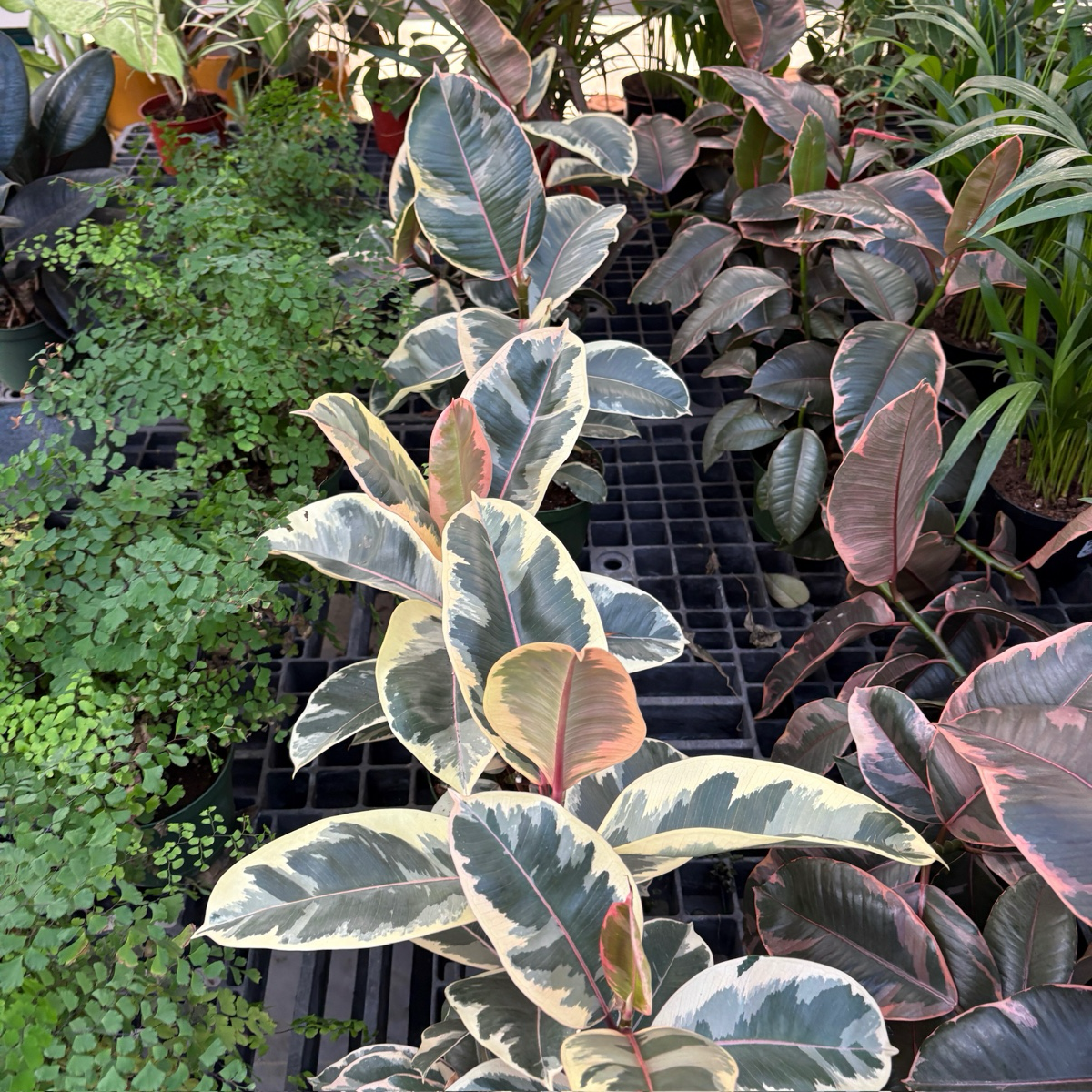 橡皮树-花金刚 Ficus 'Tineke
