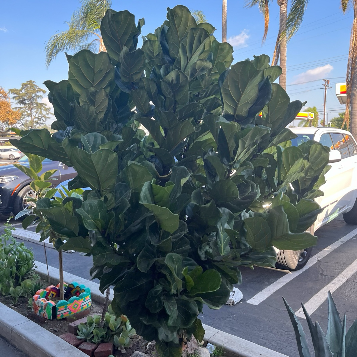 琴叶榕 Fiddle-Leaf Fig