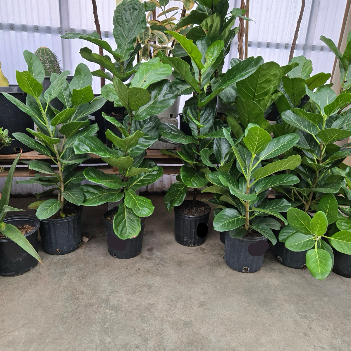 琴叶榕 Fiddle-Leaf Fig
