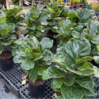 琴叶榕 Fiddle-Leaf Fig