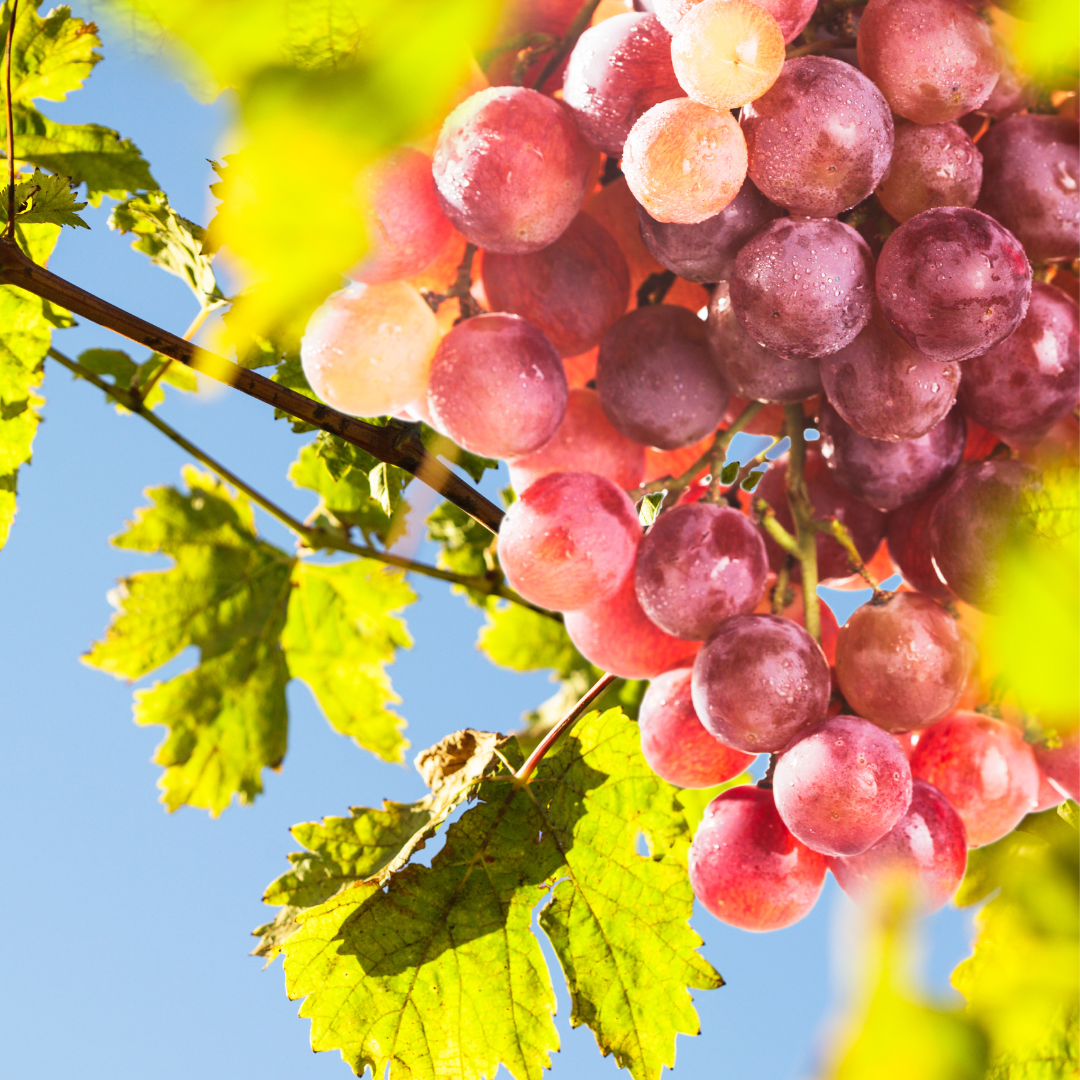 Flame Seedless European Grape