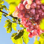 葡萄树-红火焰葡萄 Flame Seedless European Grape
