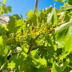 葡萄树-红火焰葡萄 Flame Seedless European Grape