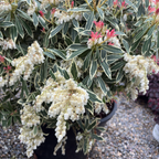 马醉木-银火 Flaming Silver Lily of the Valley