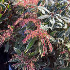 马醉木-银火 Flaming Silver Lily of the Valley