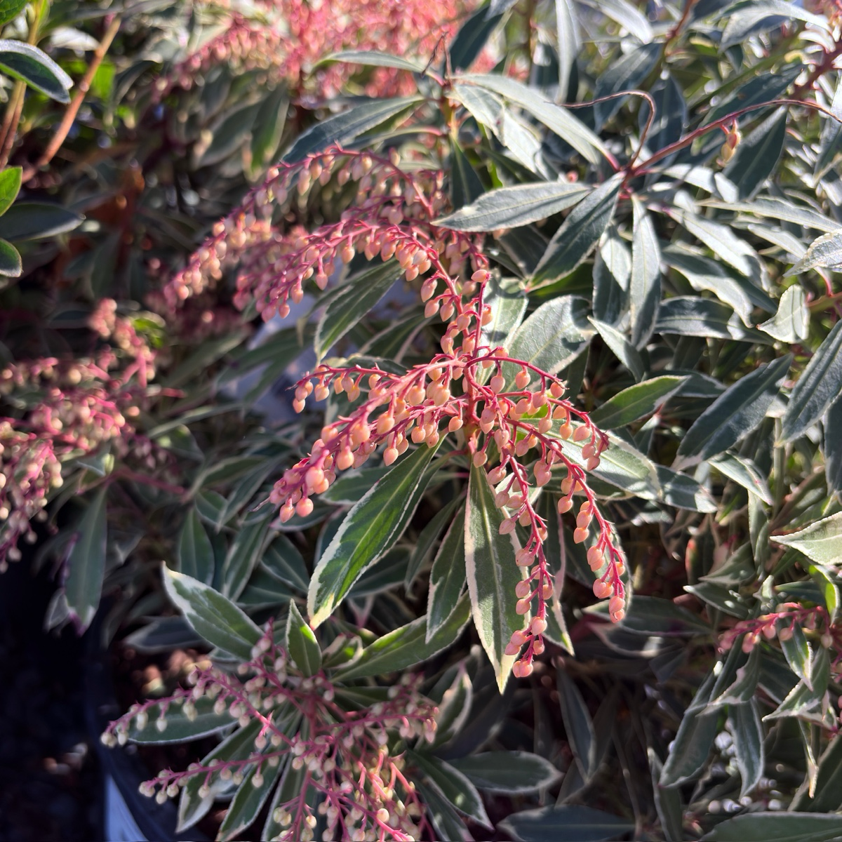 马醉木-银火 Flaming Silver Lily of the Valley