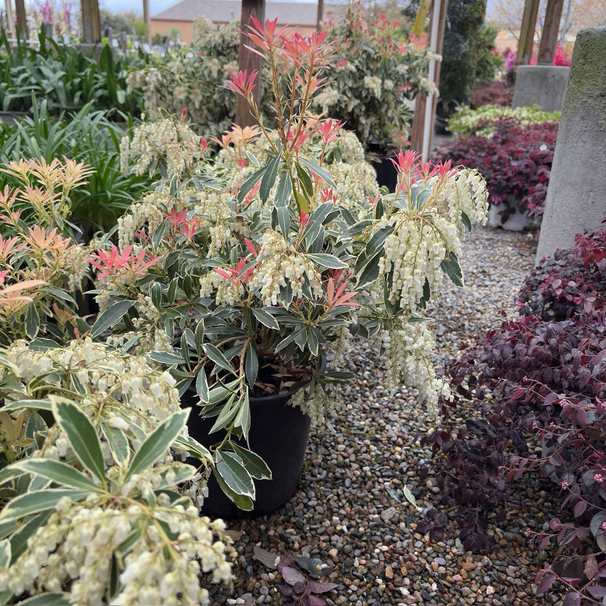 马醉木-银火 Flaming Silver Lily of the Valley