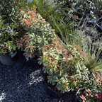 马醉木-银火 Flaming Silver Lily of the Valley