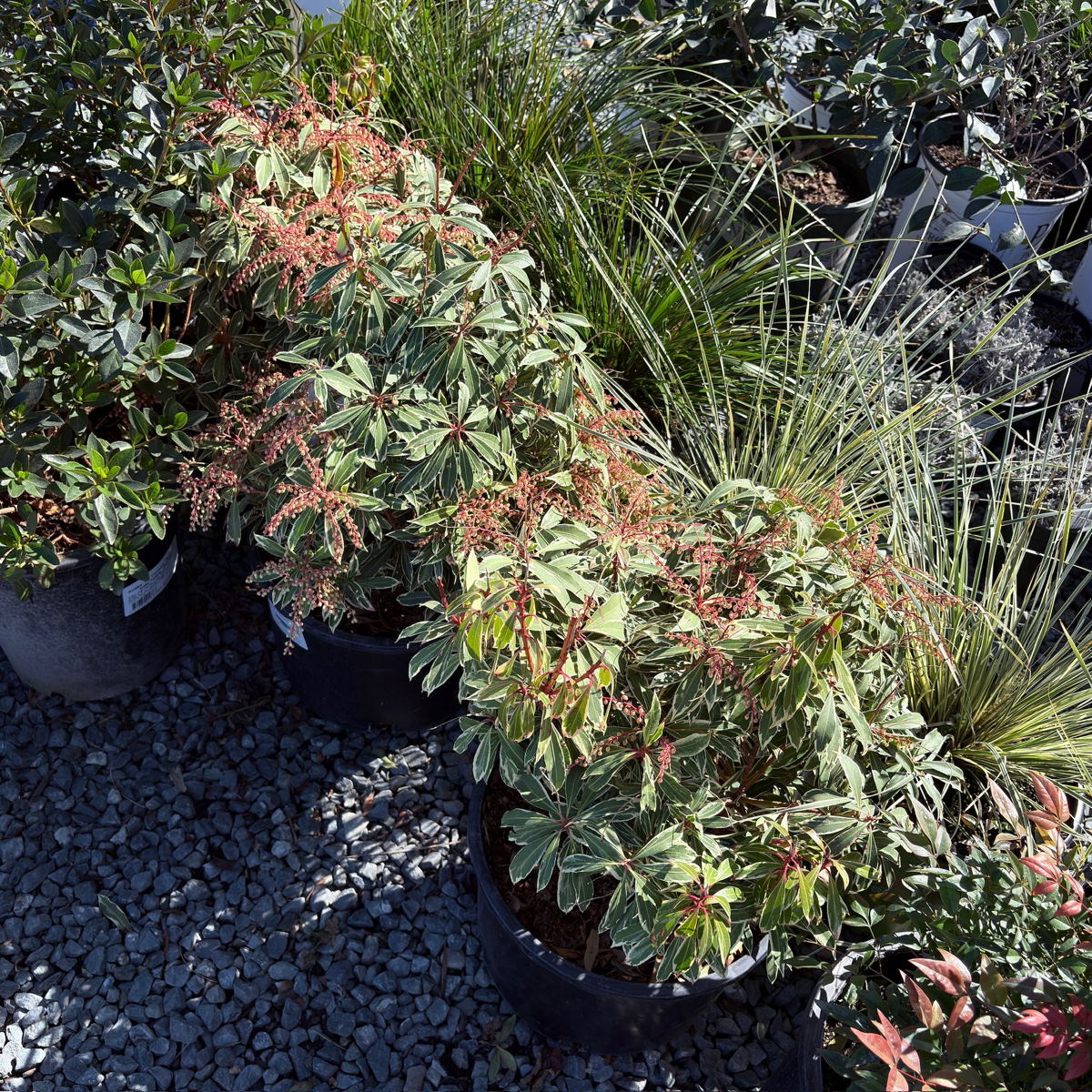 马醉木-银火 Flaming Silver Lily of the Valley