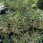 马醉木-银火 Flaming Silver Lily of the Valley