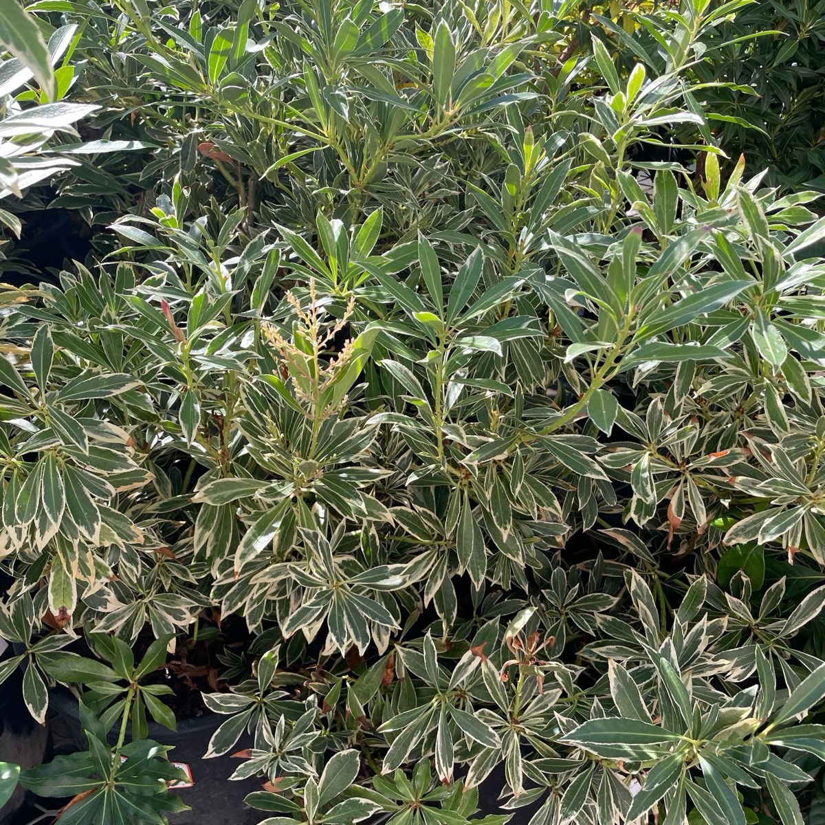 马醉木-银火 Flaming Silver Lily of the Valley