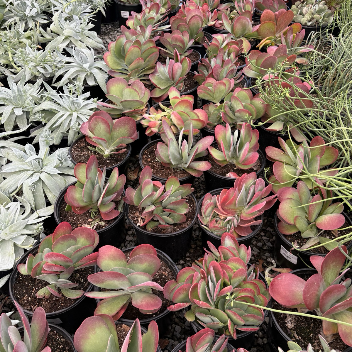 仙人之扇 Flapjacks