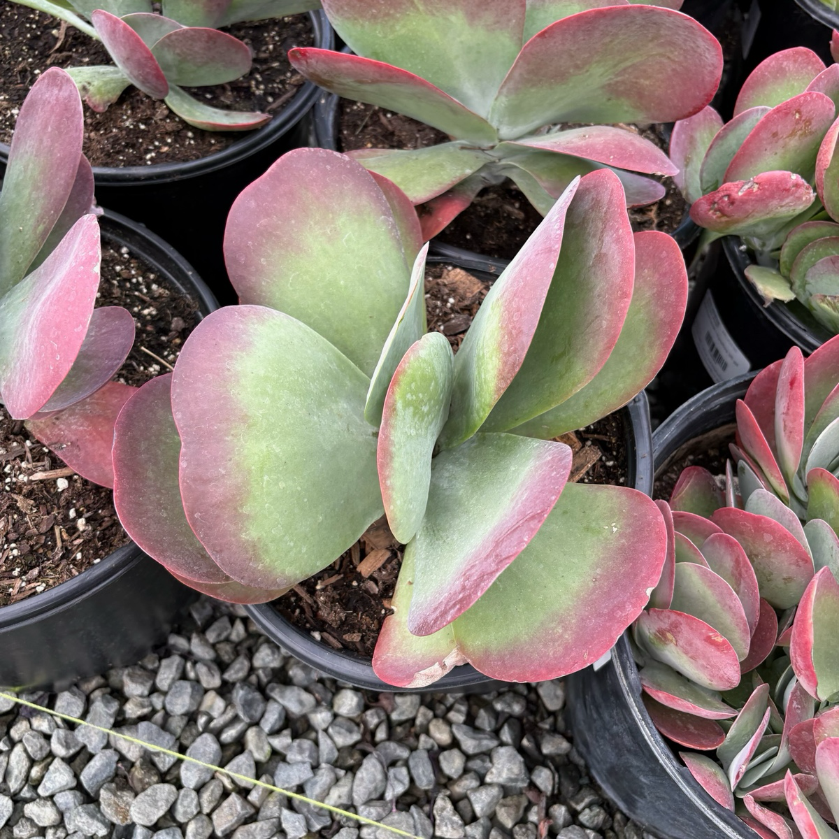 仙人之扇 Flapjacks