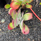 仙人之扇 Flapjacks