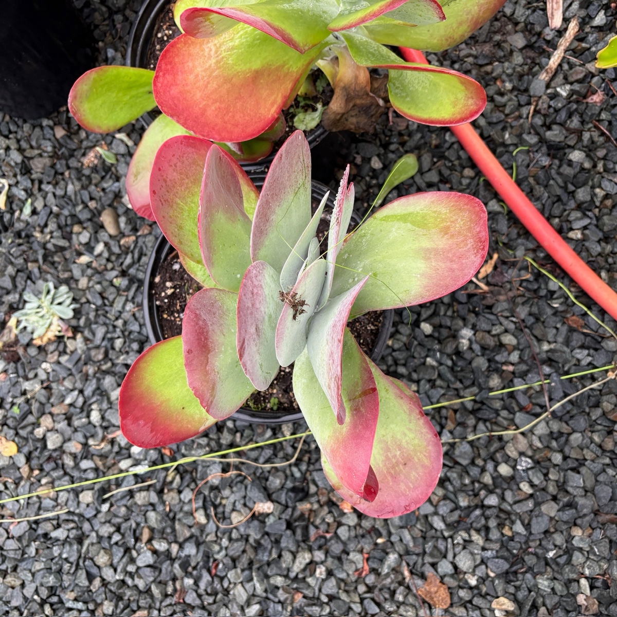 仙人之扇 Flapjacks