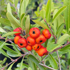 台湾火棘 Formosa Firethorn