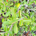 台湾火棘 Formosa Firethorn