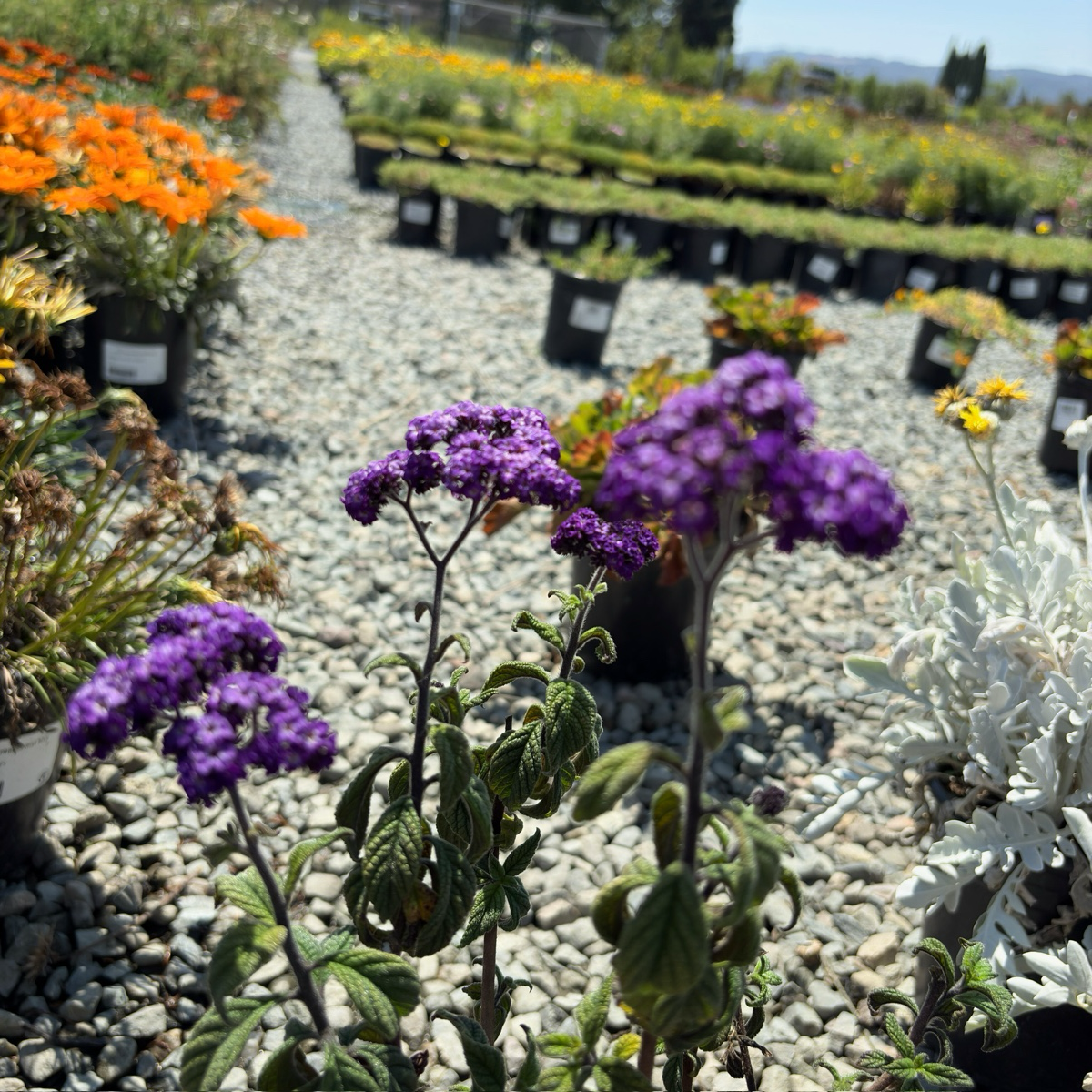 香水草 Fragrant Delight Heliotrope