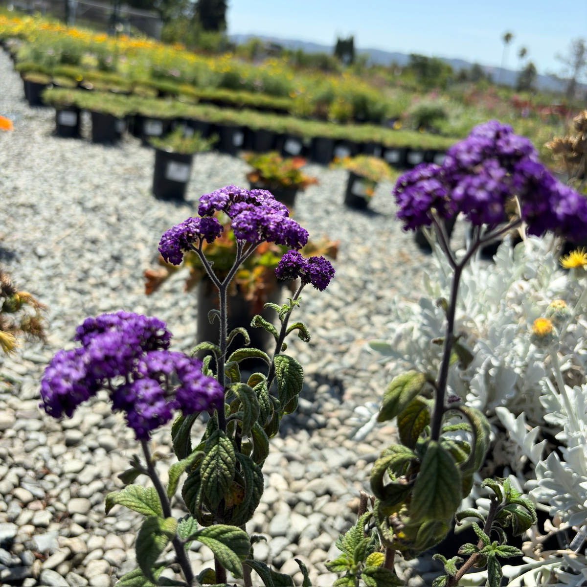 香水草 Fragrant Delight Heliotrope