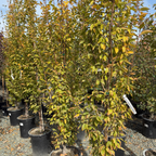 桦树 Frans Fontaine Columnar European Hornbeam
