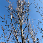 桦树 Frans Fontaine Columnar European Hornbeam