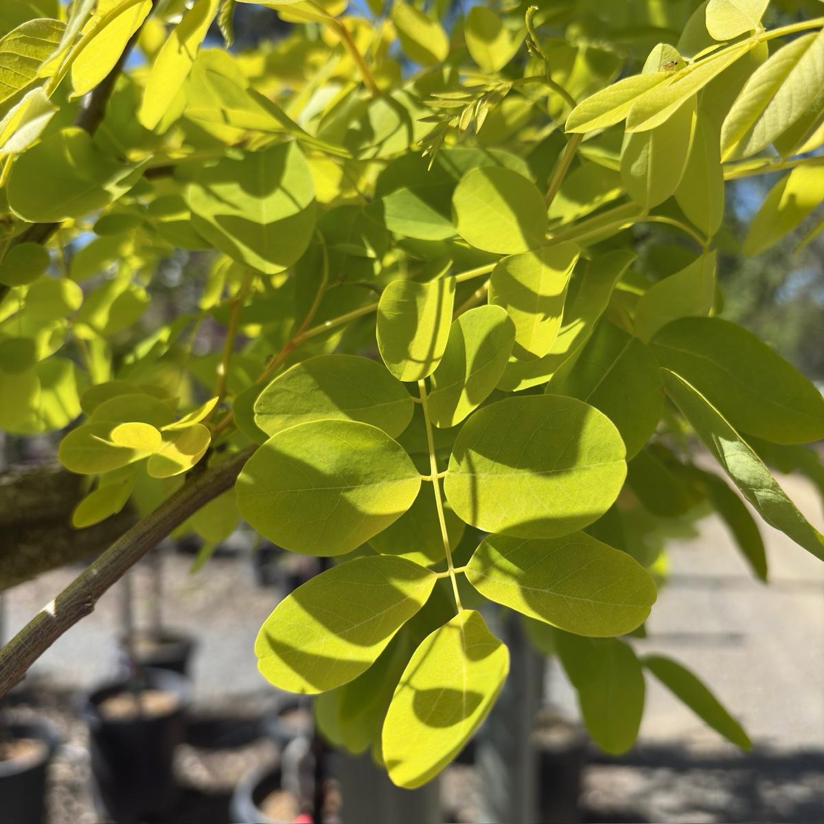刺槐 Frisia Golden Locust