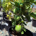 紫皮百香果 Fruit Passion