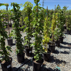 紫皮百香果 Fruit Passion