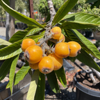 美味枇杷 Fruiting loquat