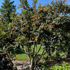 美味枇杷 Fruiting loquat