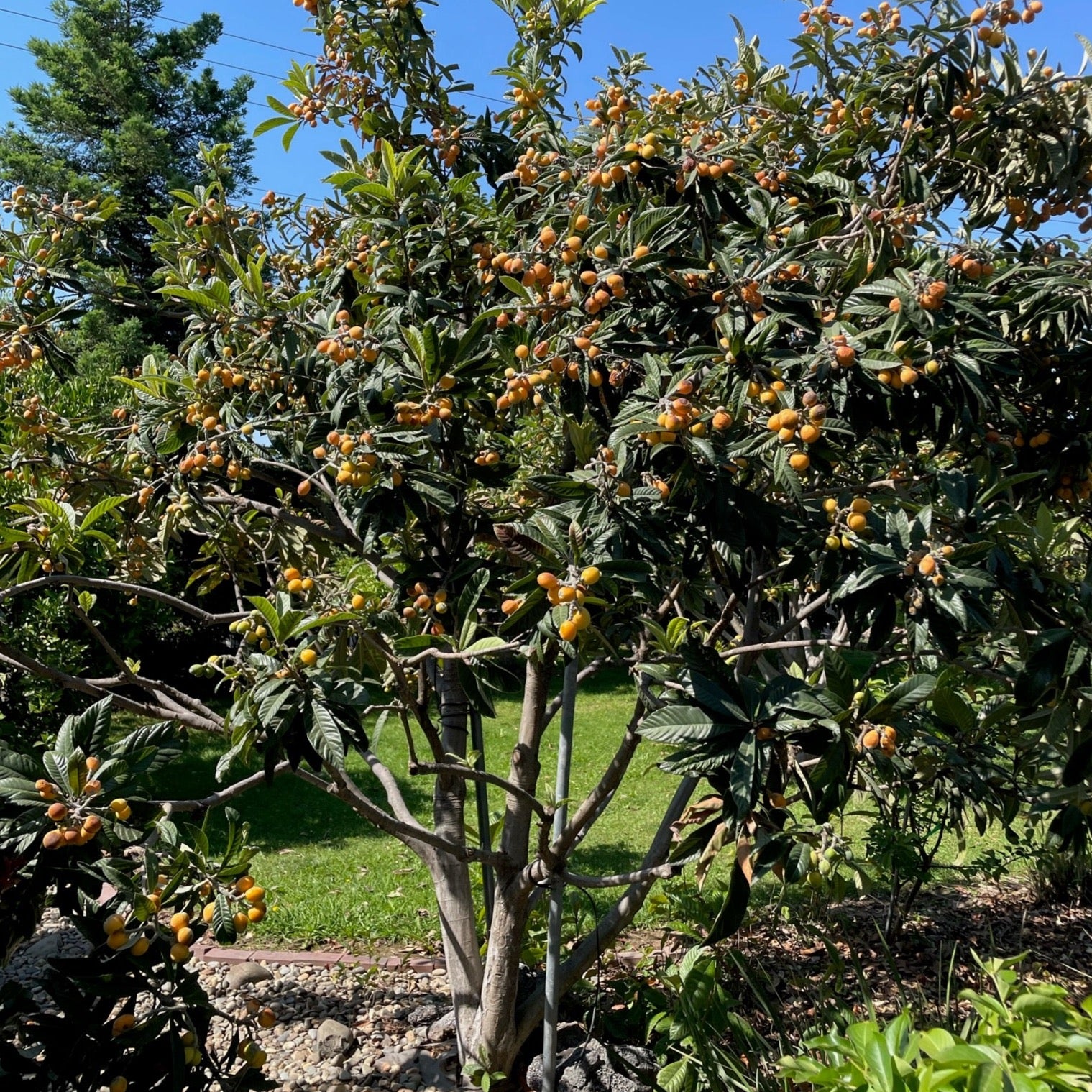 美味枇杷 Fruiting loquat