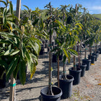 美味枇杷 Fruiting loquat