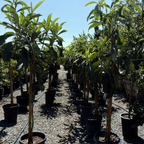 美味枇杷 Fruiting loquat