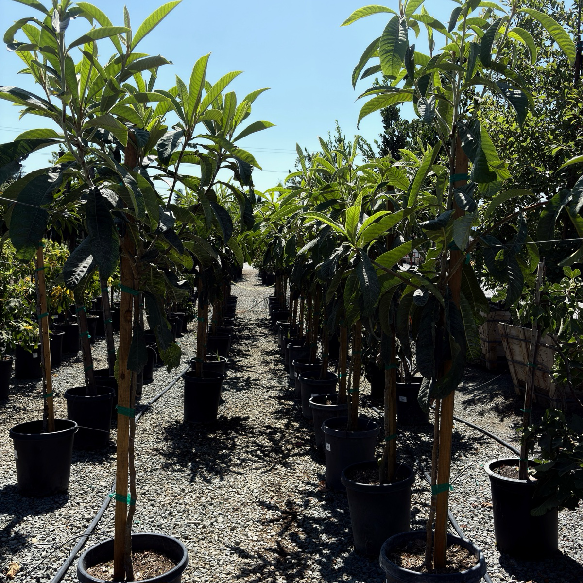 美味枇杷 Fruiting loquat