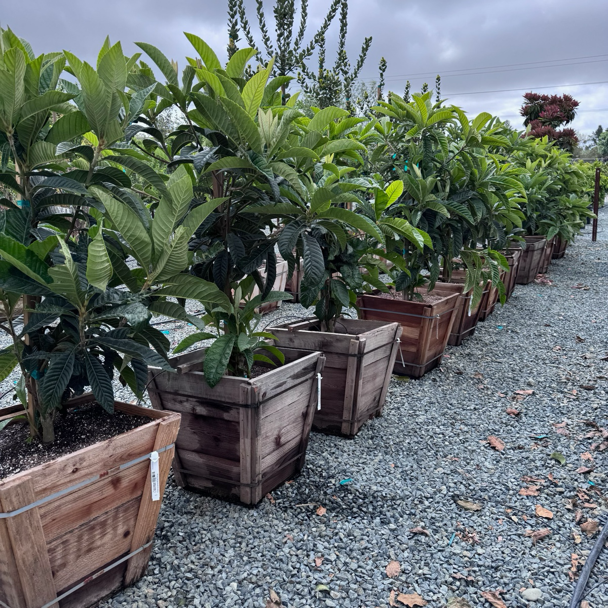 美味枇杷 Fruiting loquat
