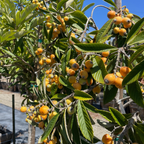 美味枇杷 Fruiting loquat