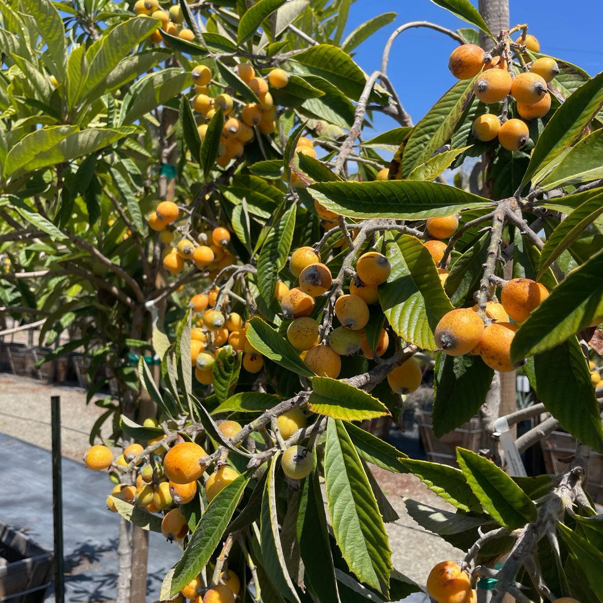 美味枇杷 Fruiting loquat