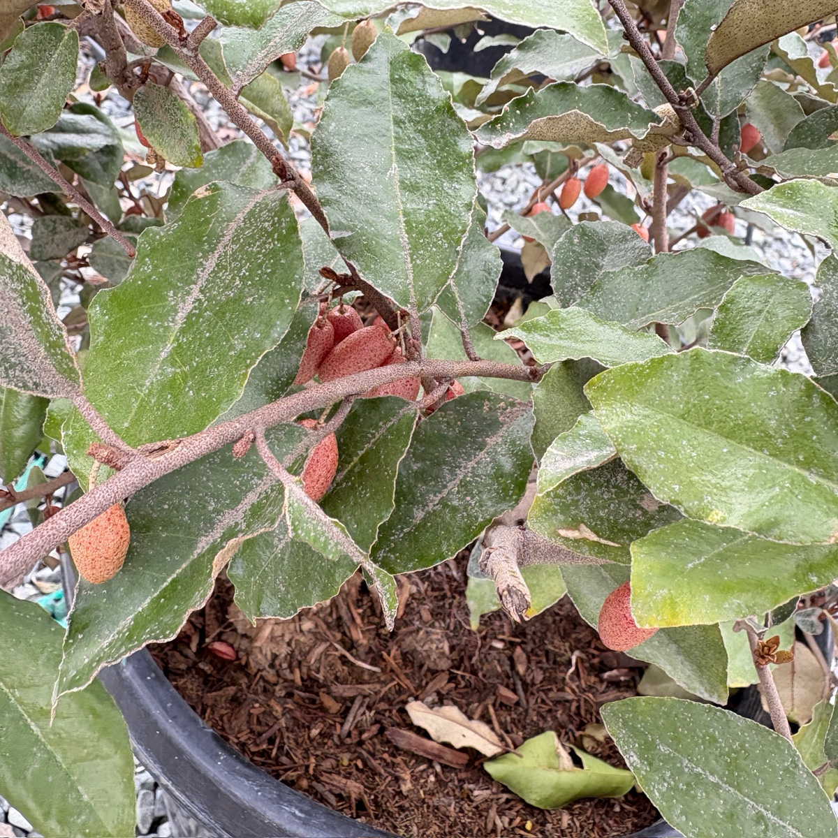 丰果胡颓子 Fruitland Silverberry