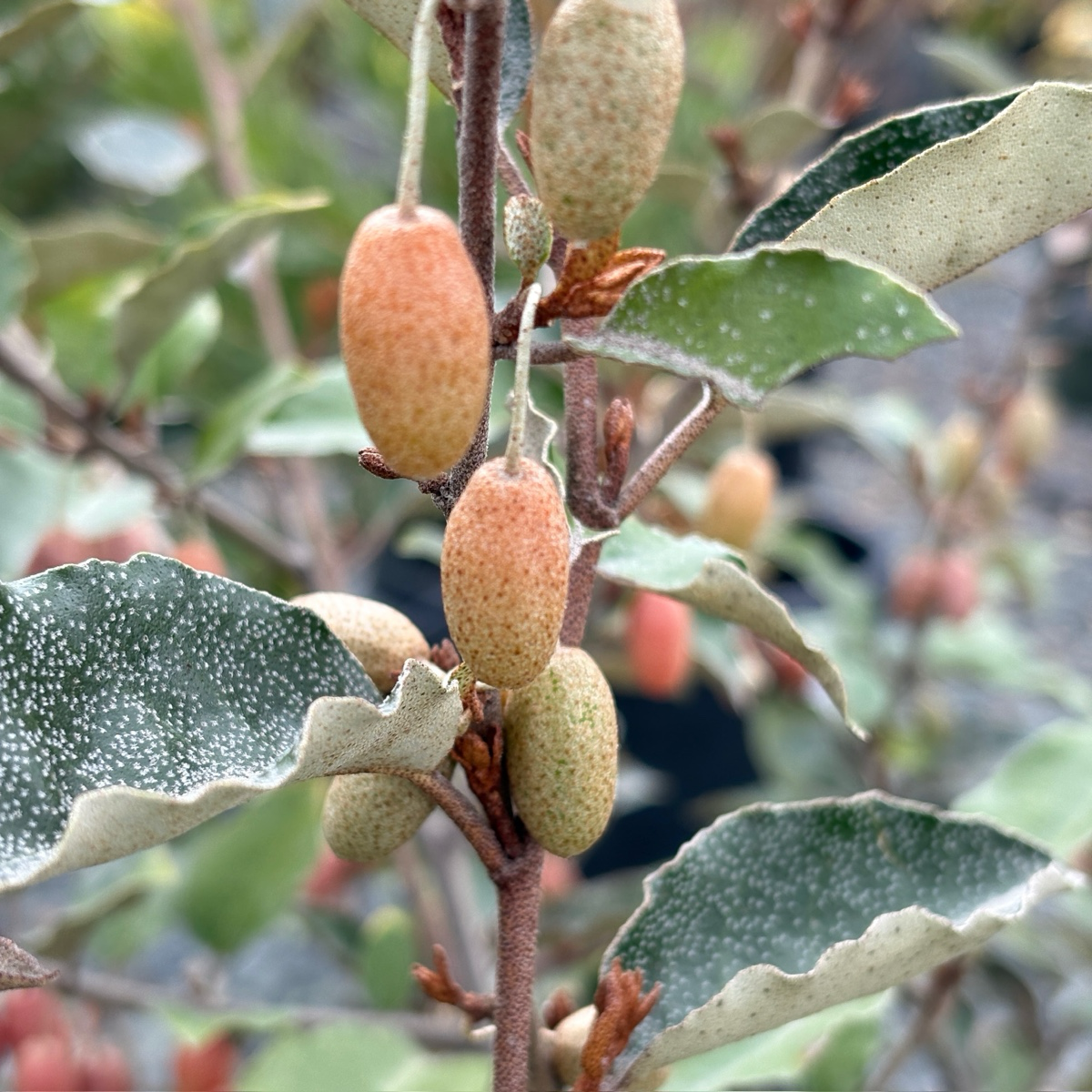 丰果胡颓子 Fruitland Silverberry