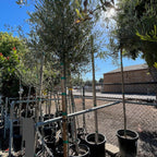 橄榄 Fruitless Olive